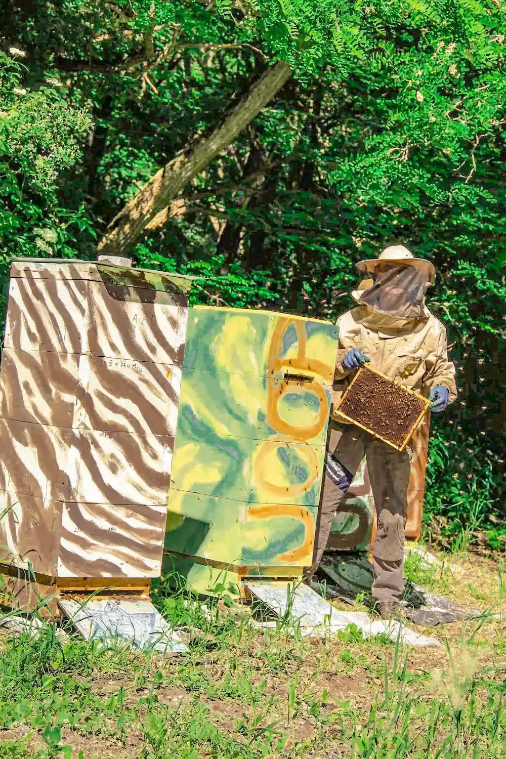 Pszczelarz wyciągający ramkę z miodem z ula w Pasiece Wilkowo